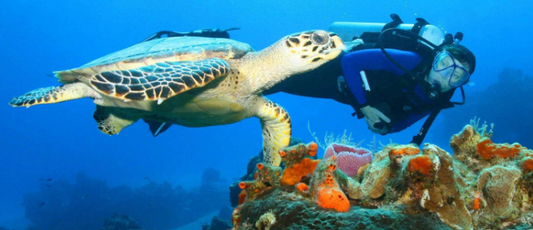 Scuba Diving Refresher Course